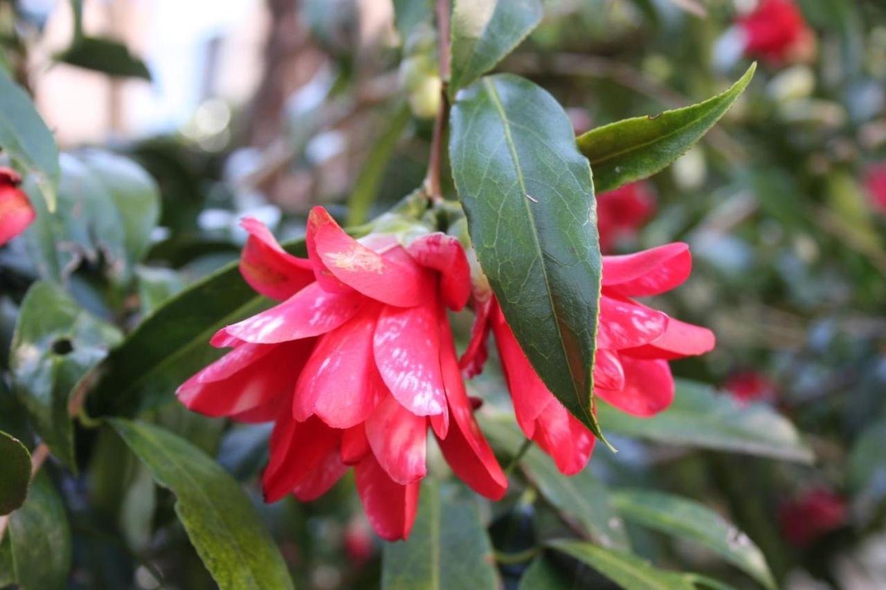 La Camelia D'Oro Oggebio Exterior foto