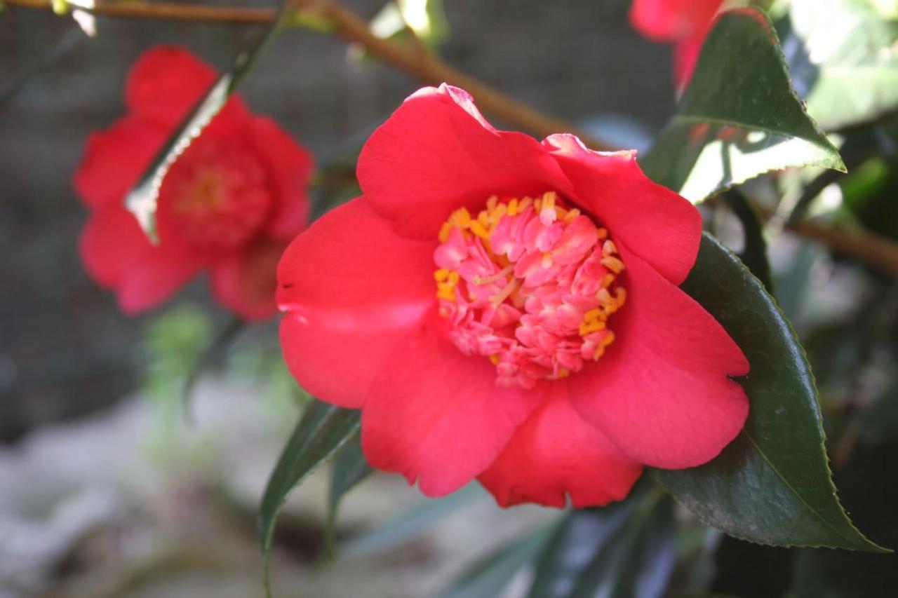 La Camelia D'Oro Oggebio Exterior foto