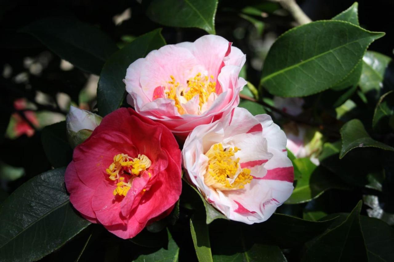 La Camelia D'Oro Oggebio Exterior foto