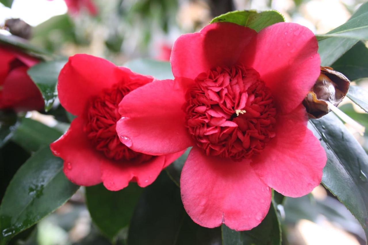 La Camelia D'Oro Oggebio Exterior foto