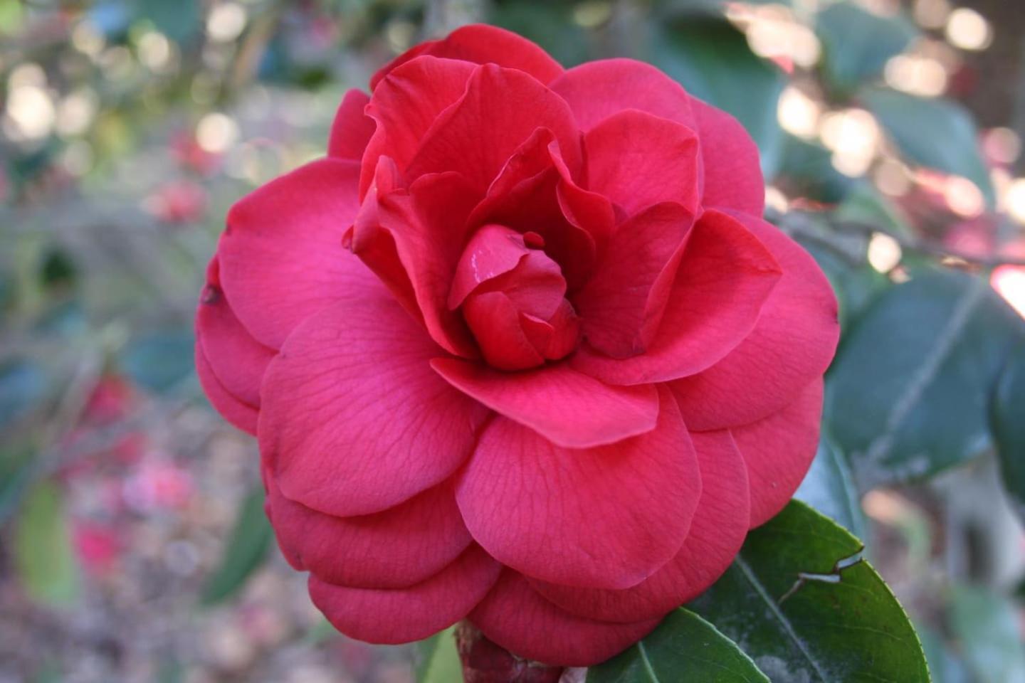 La Camelia D'Oro Oggebio Exterior foto
