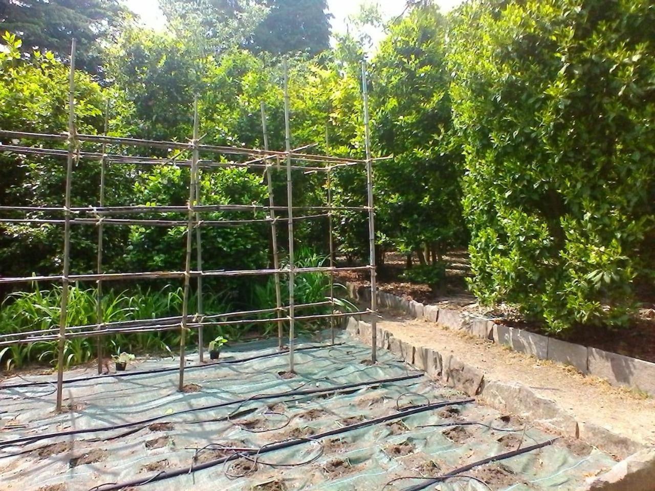 La Camelia D'Oro Oggebio Exterior foto